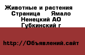  Животные и растения - Страница 3 . Ямало-Ненецкий АО,Губкинский г.